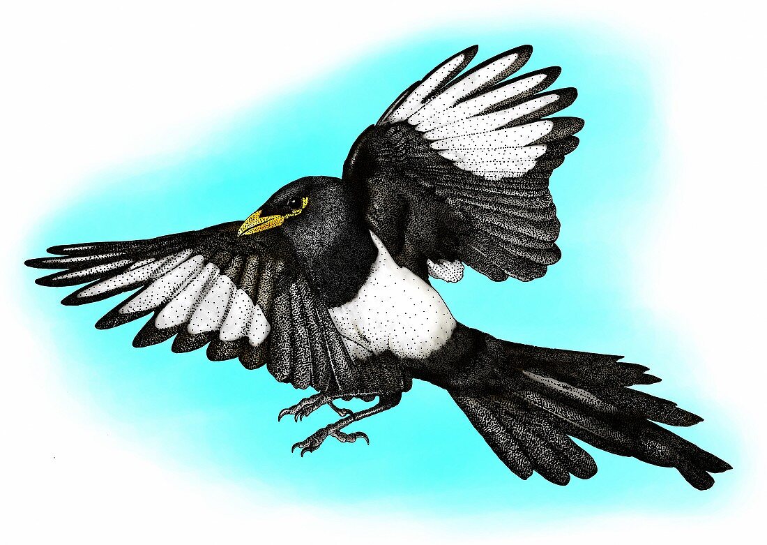 Yellow billed magpie,Illustration