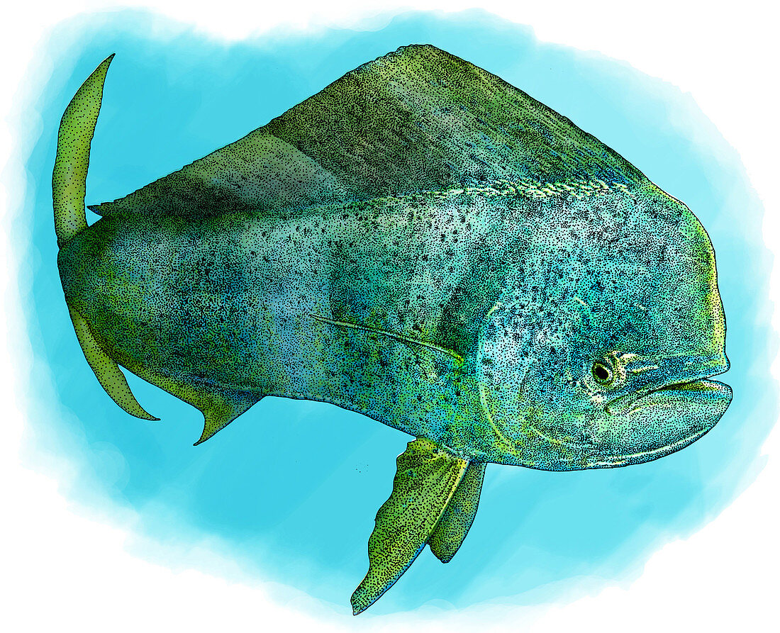 Common Dolphinfish,Illustration