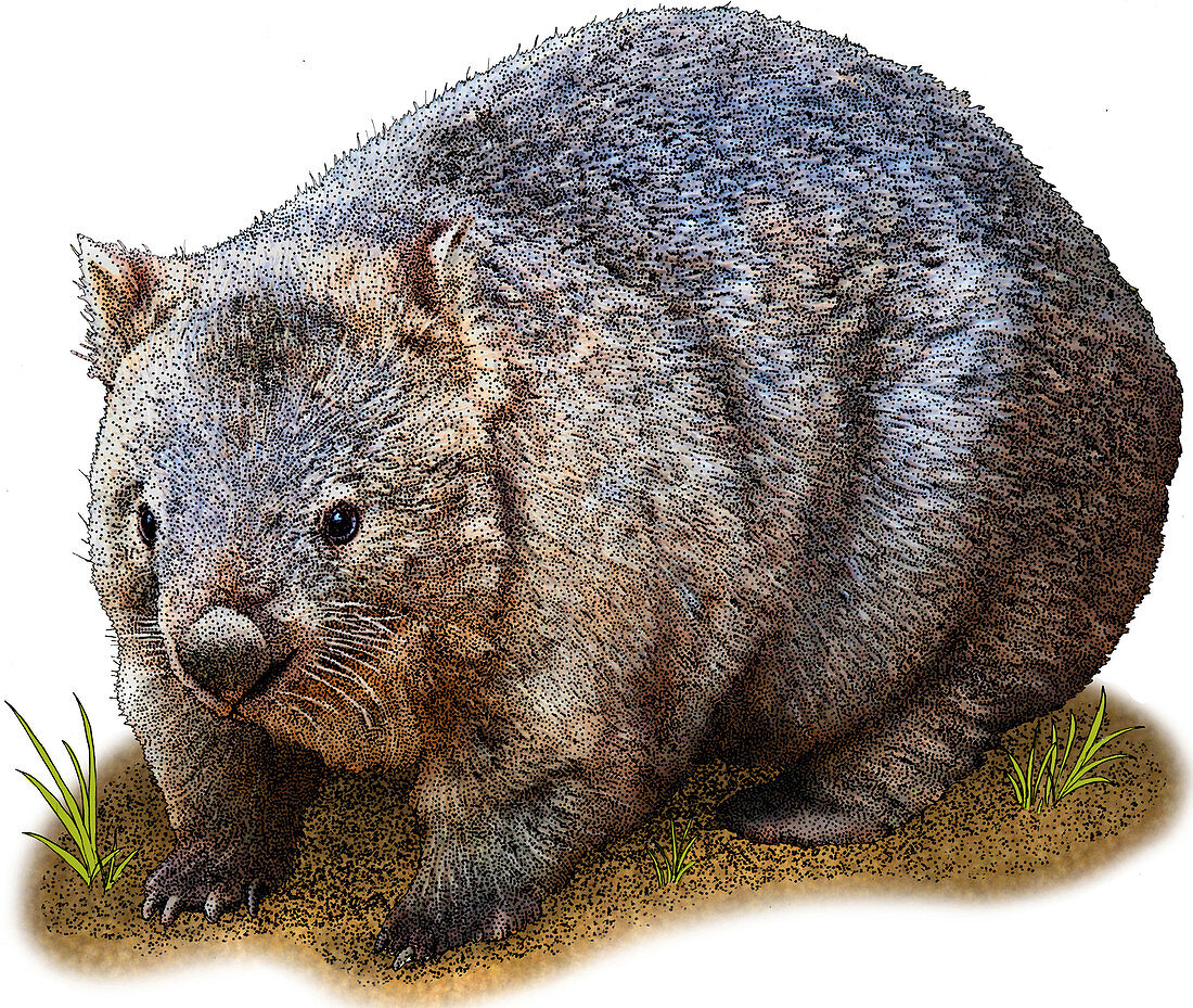 Common Wombat,Illustration