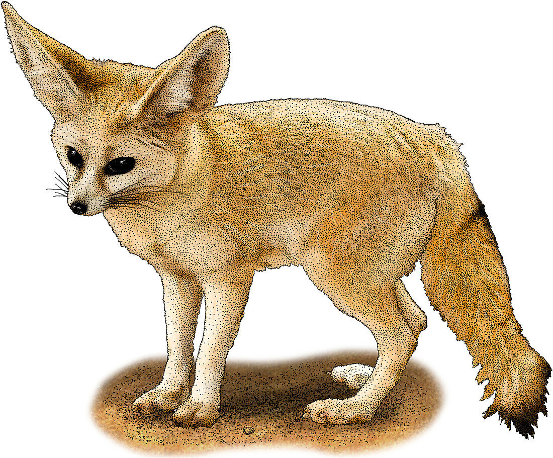 Fennec Fox,Illustration