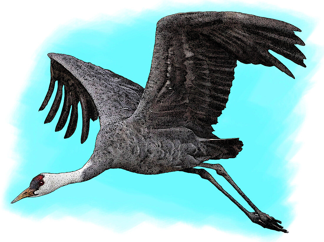 Hooded Crane,Illustration