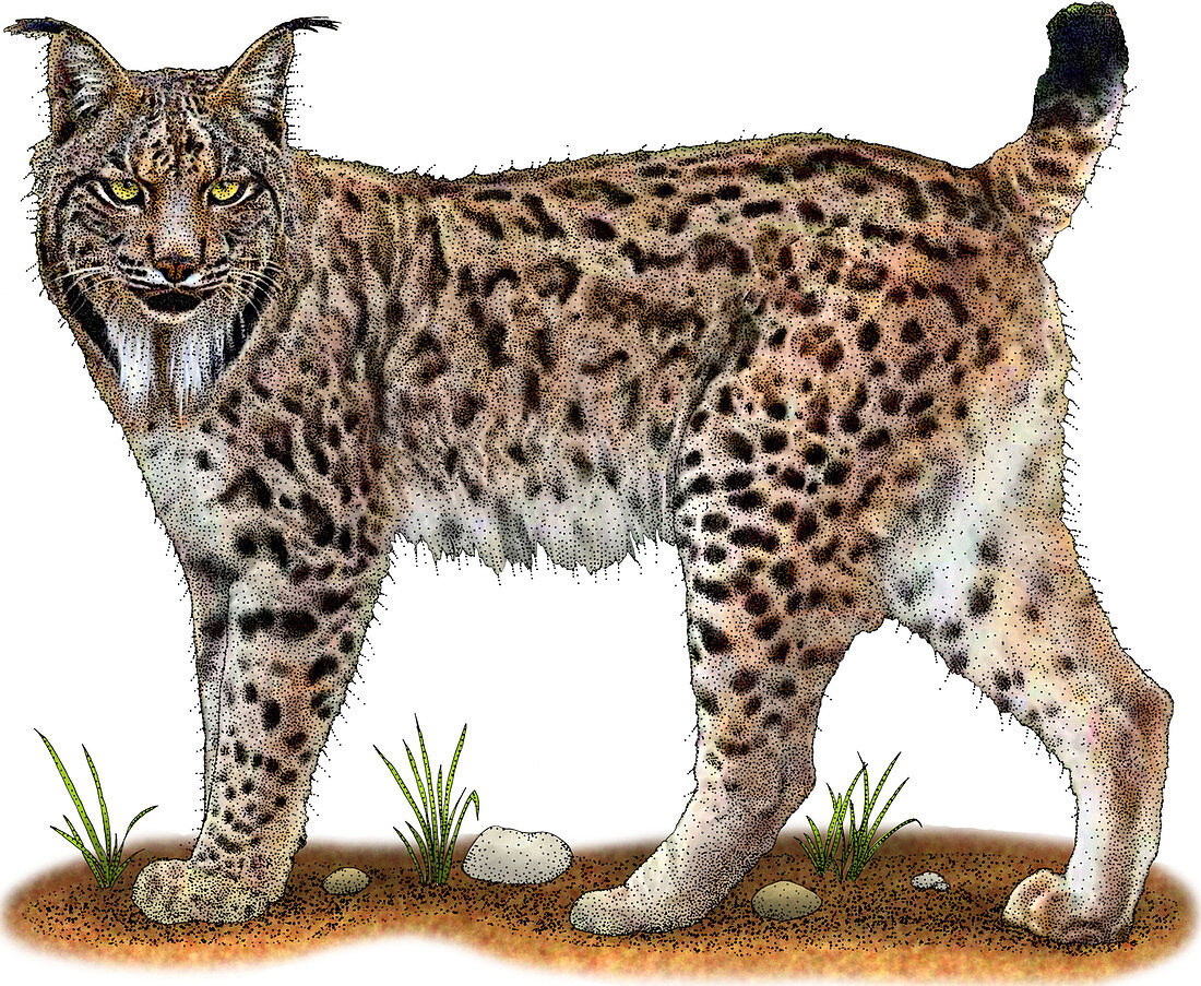 Iberian Lynx,Illustration
