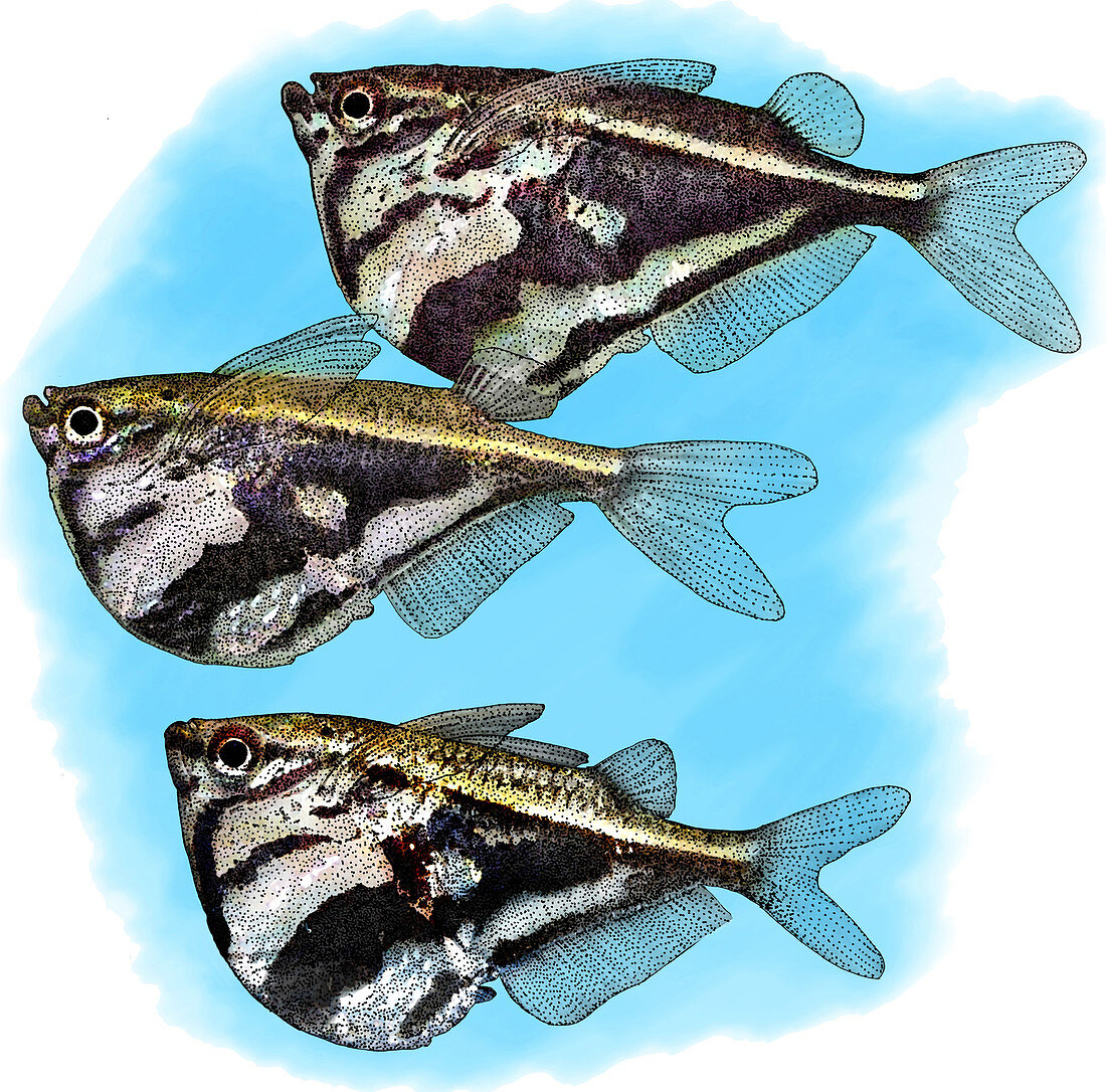 Marbled Hatchetfish,Illustration