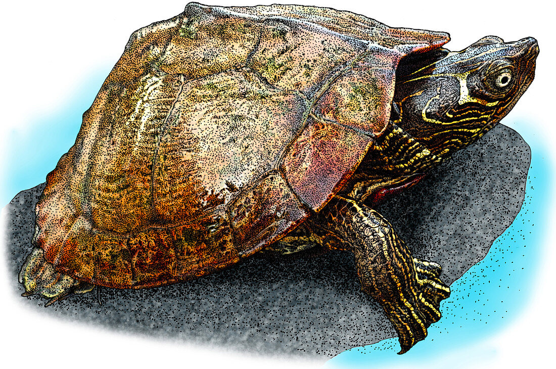 Mississippi Map Turtle,Illustration
