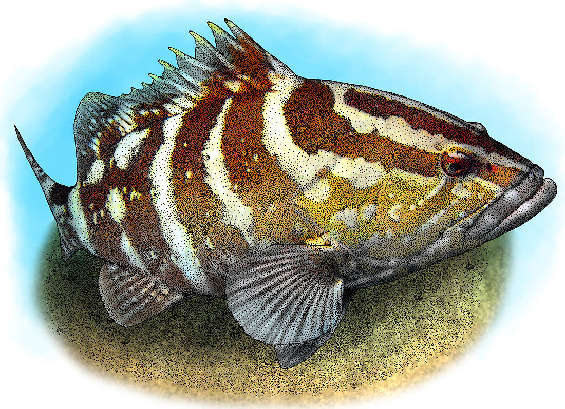 Nassau Grouper,Illustration