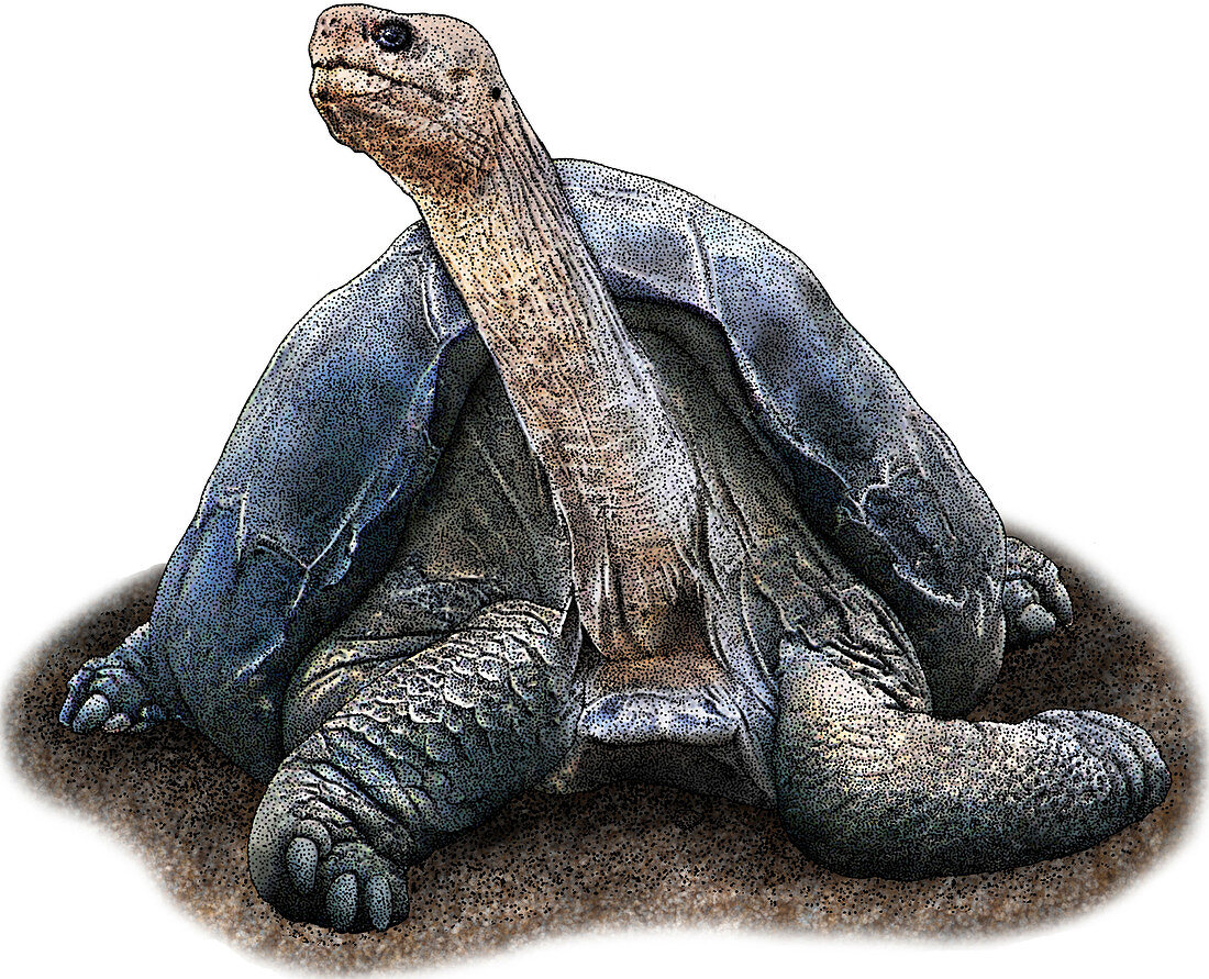 Pinta Island Tortoise,Illustration