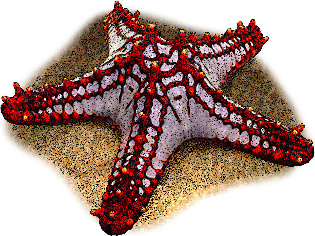 Red Knobbed Starfish,Illustration