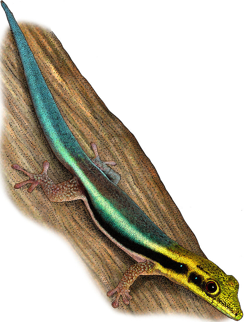 Yellow Headed Gecko,Illustration