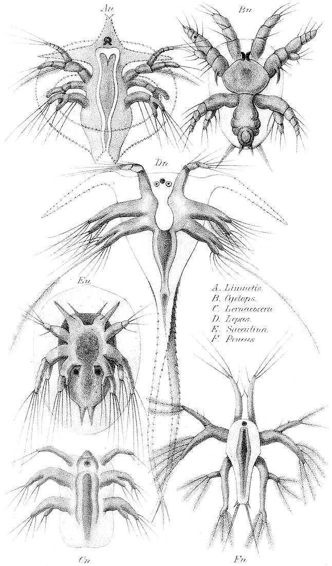 Copepods,Nauplius Larvae,Illustration