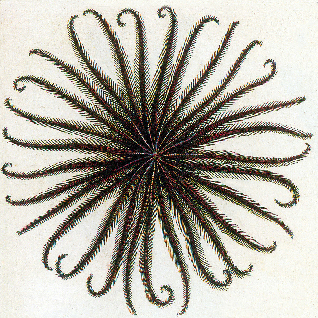 Crinoid,Feather Star,Illustration