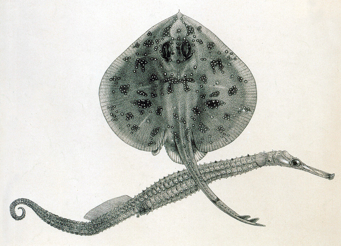 Peacock Skate and Pipehorse,Illustration