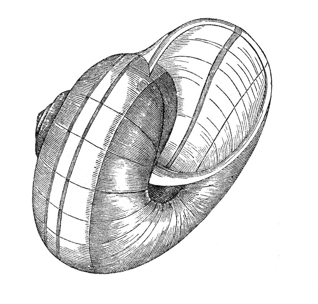 Sea Snail,Illustration