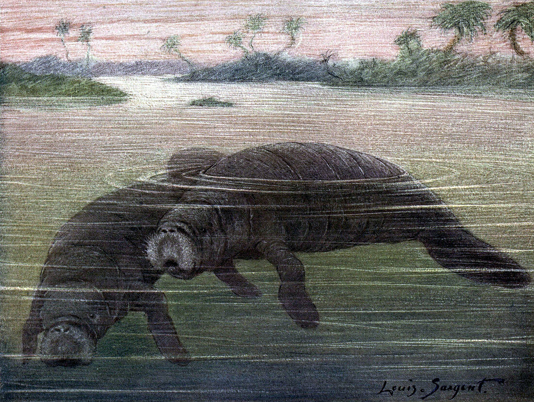 Manatees,Vulnerble Species,Illustration