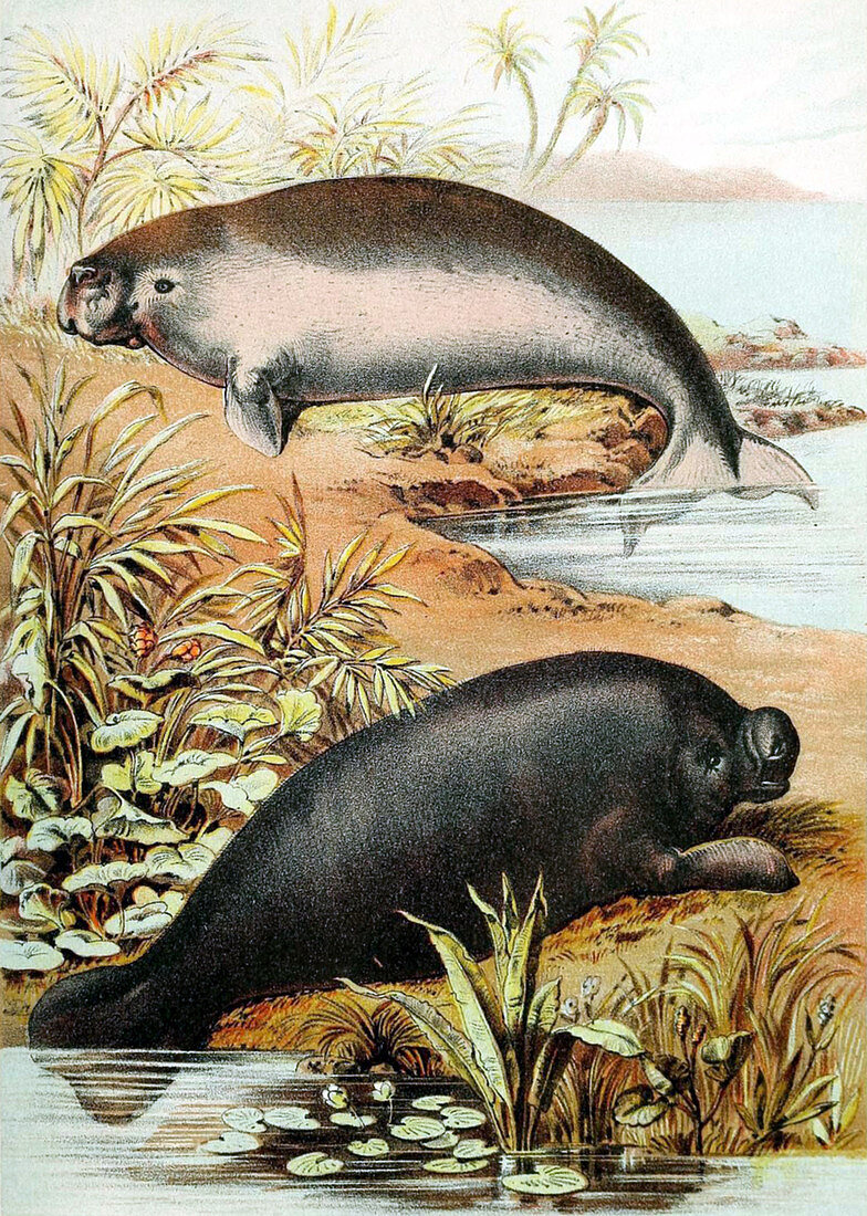 Dugong and Manatee,Illustration