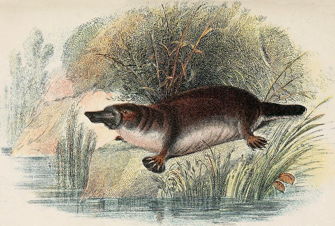 Duck-Billed Platypus,Illustration