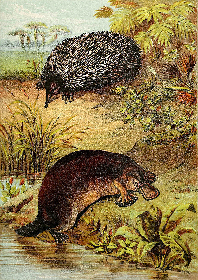 Echidna and Platypus,Illustration