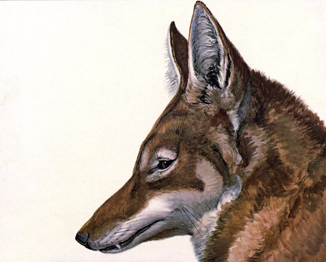 Ethiopian Wolf,Illustration