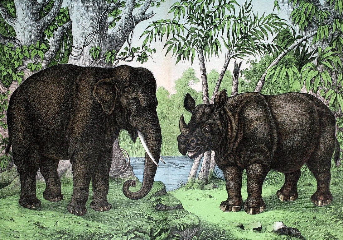 Elephant and Rhinoceros,Illustration