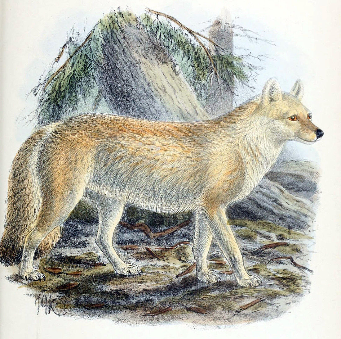 Dhole,Endangered Species,Illustration