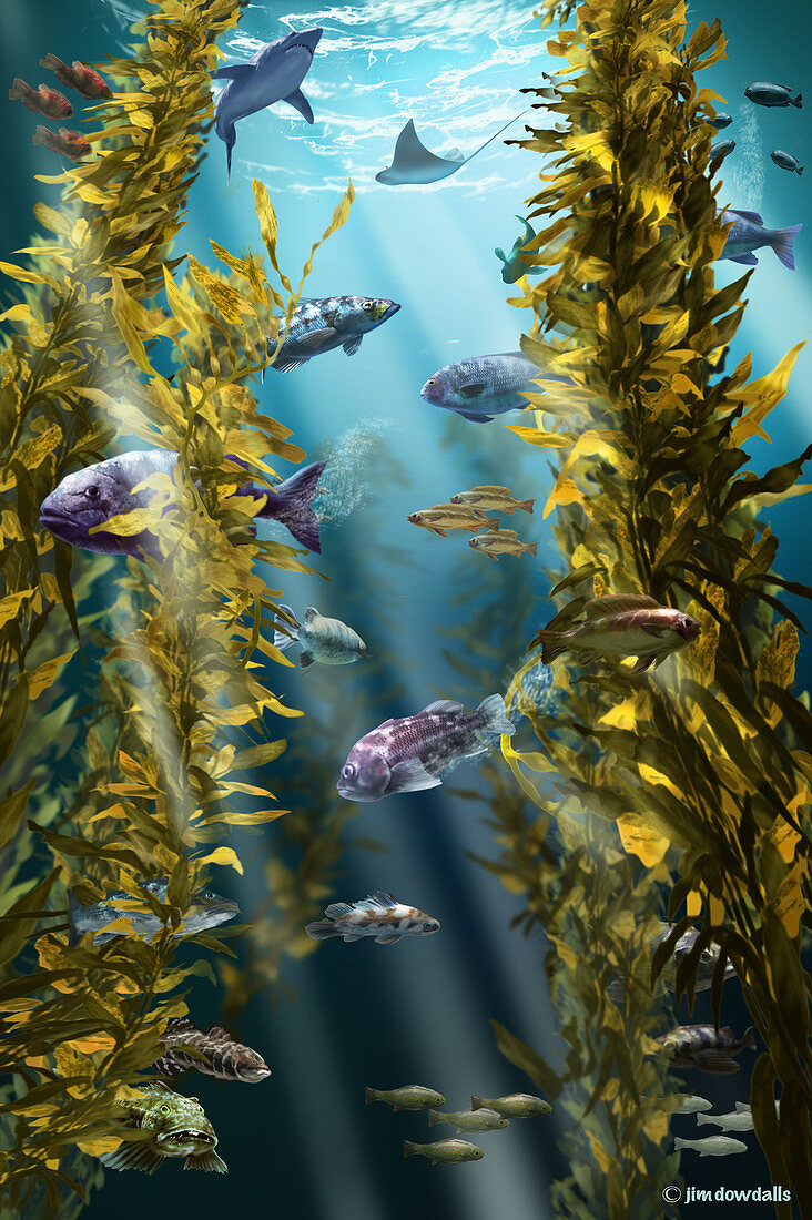California Kelp Forest,Illustration
