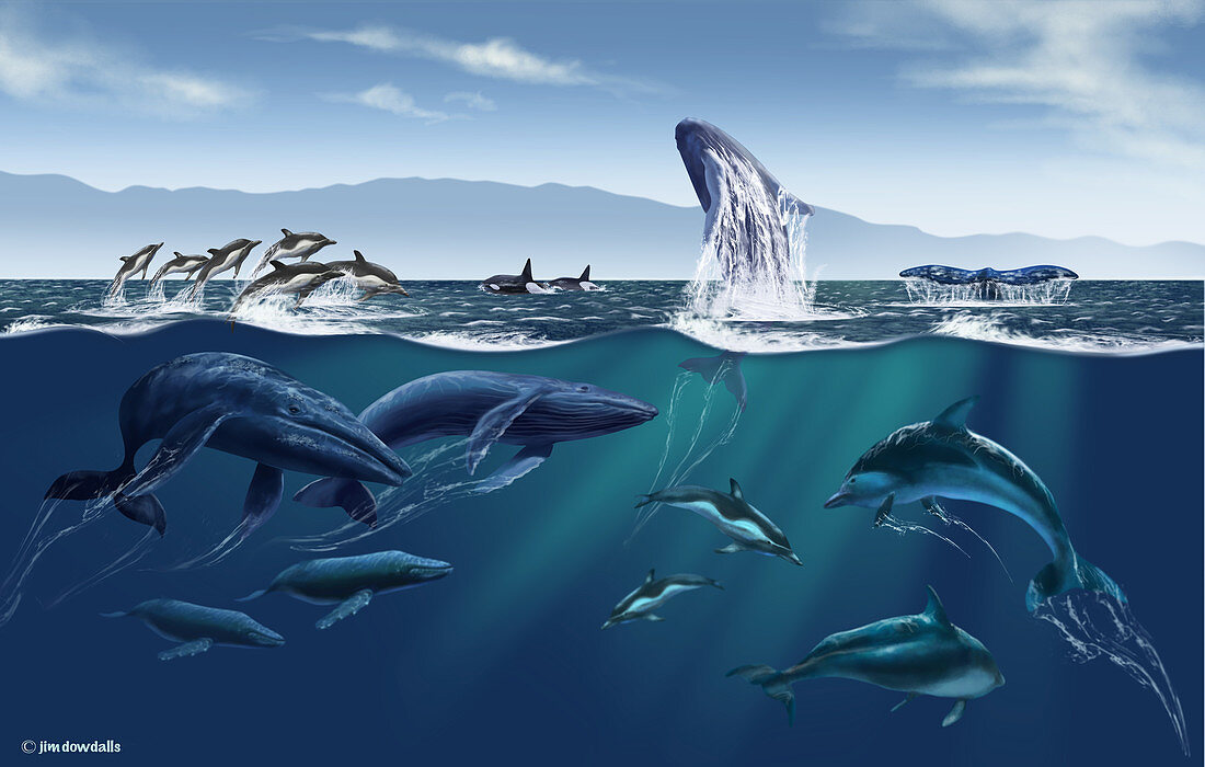 Channel Islands Whales,Illustration