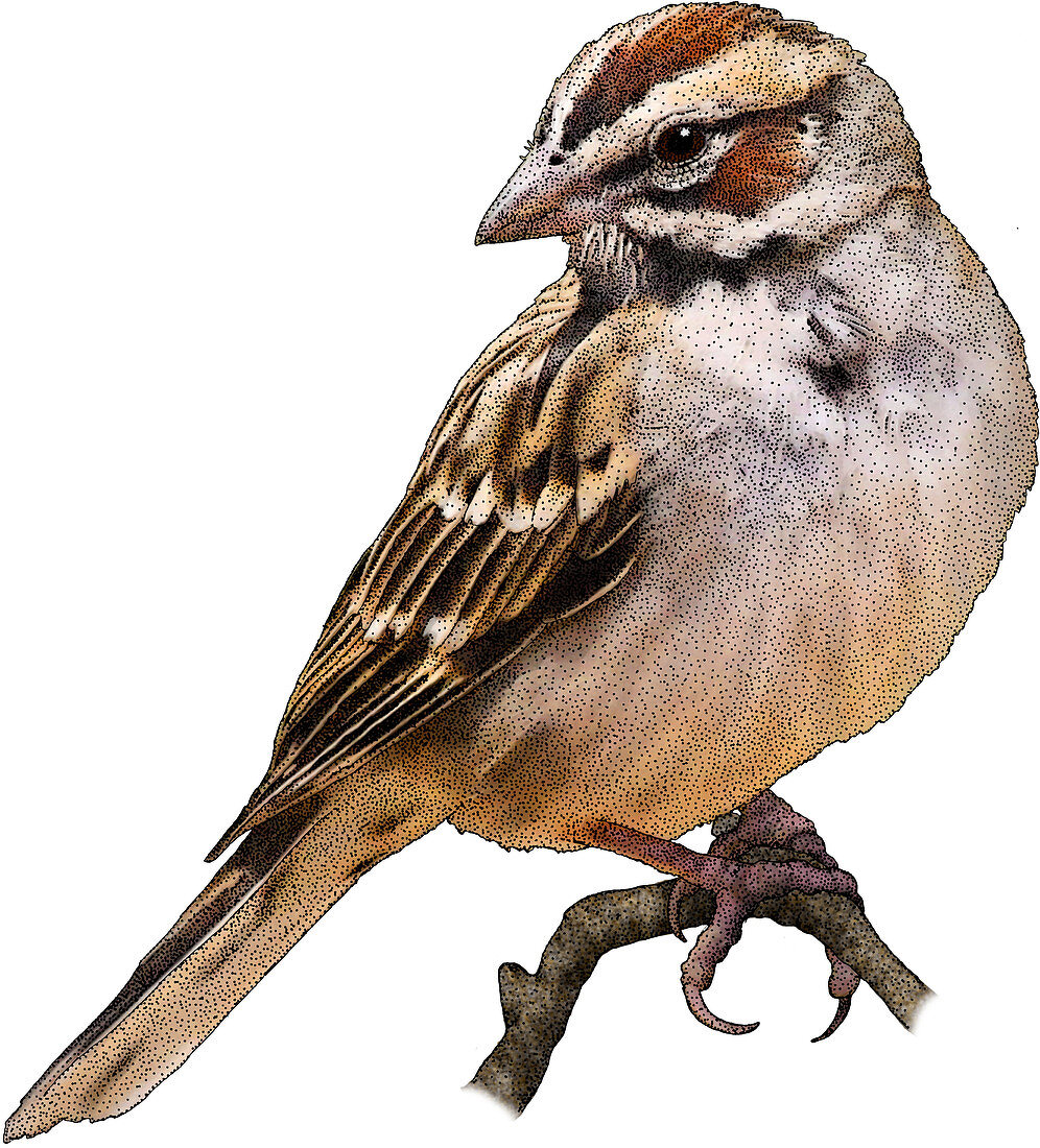 Lark Sparrow,Illustration
