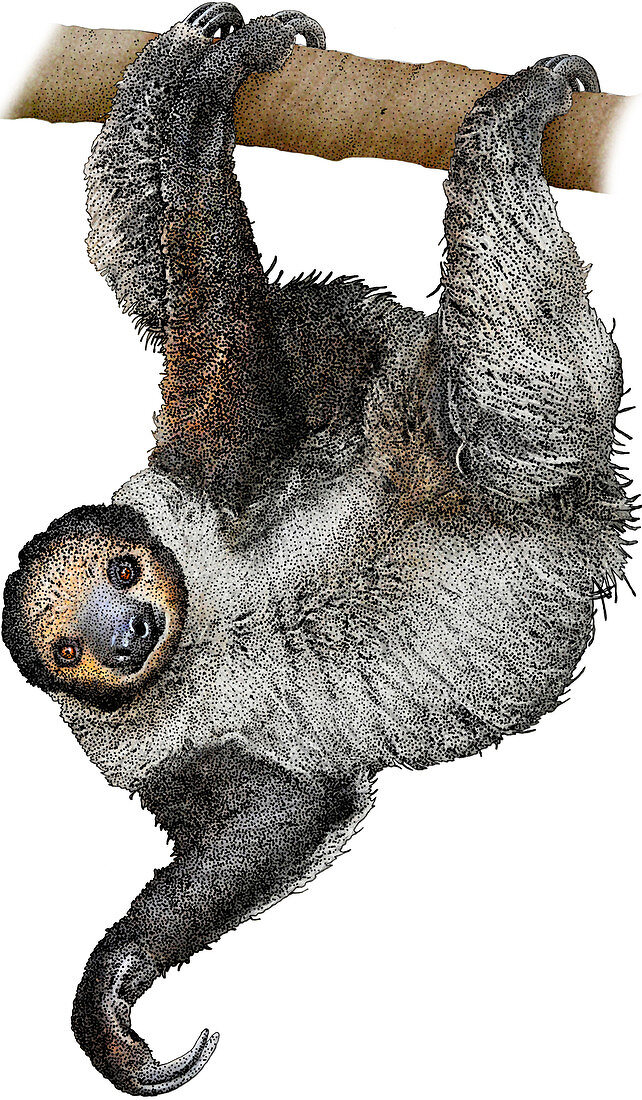 Linnaeus's Two-toed Sloth,Illustration