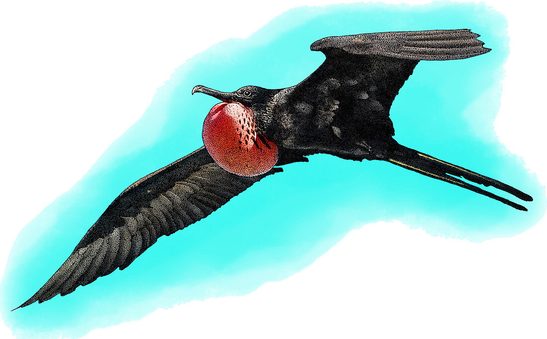 Magnificent Frigatebird,Illustration