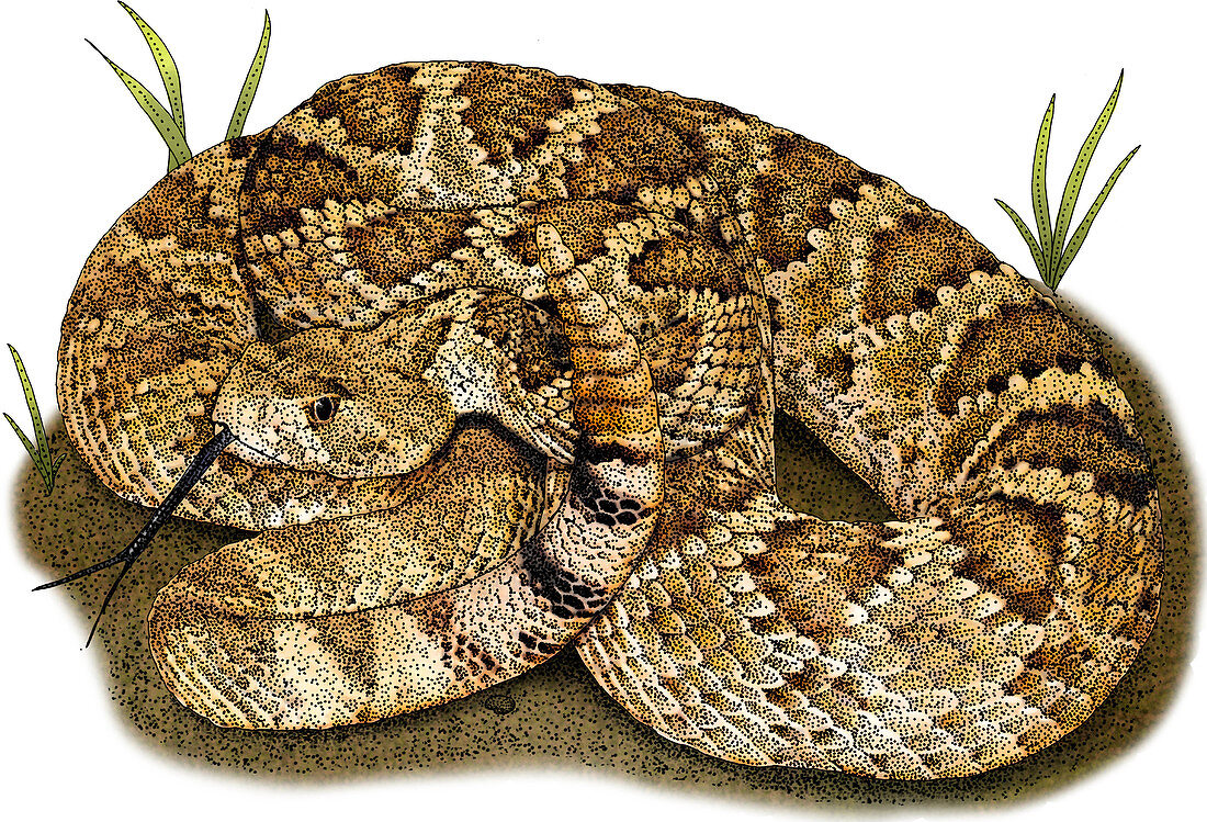 Mohave Rattlesnake,Illustration
