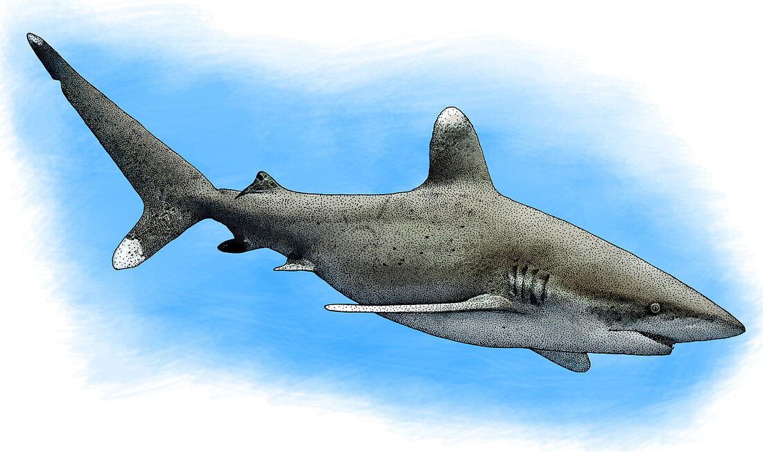 Oceanic Whitetip Shark,Illustration