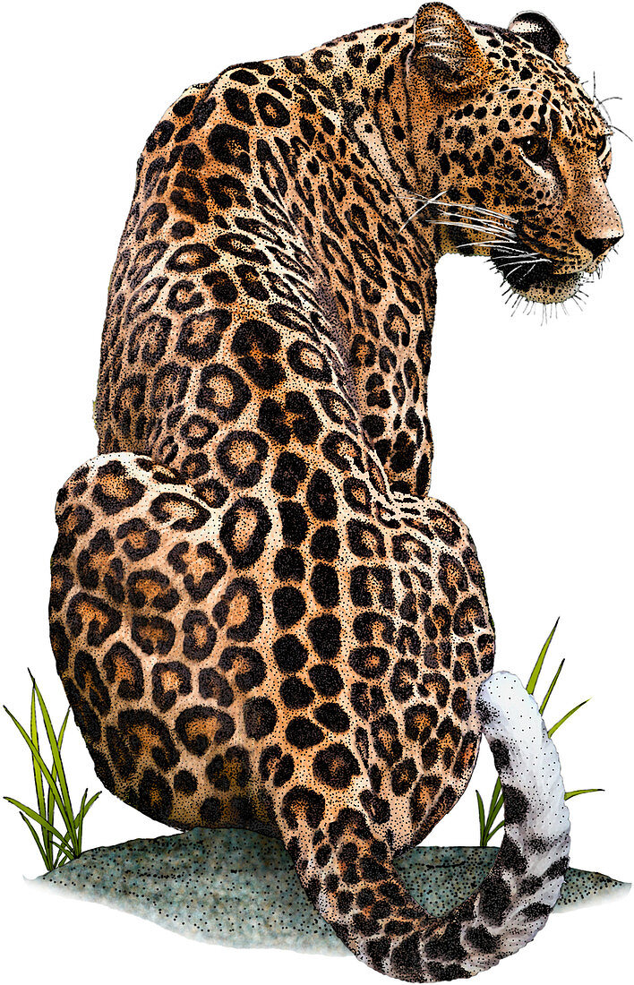 Persian Leopard,Illustration