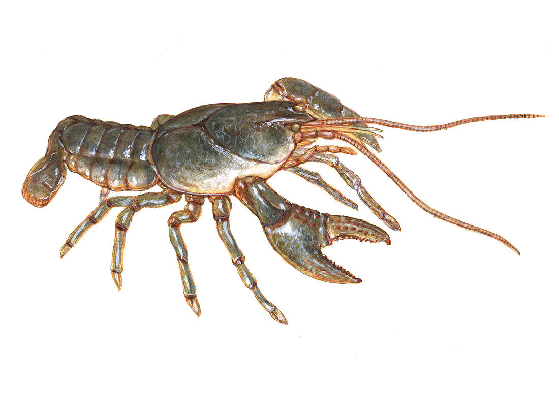 Crayfish,Illustration