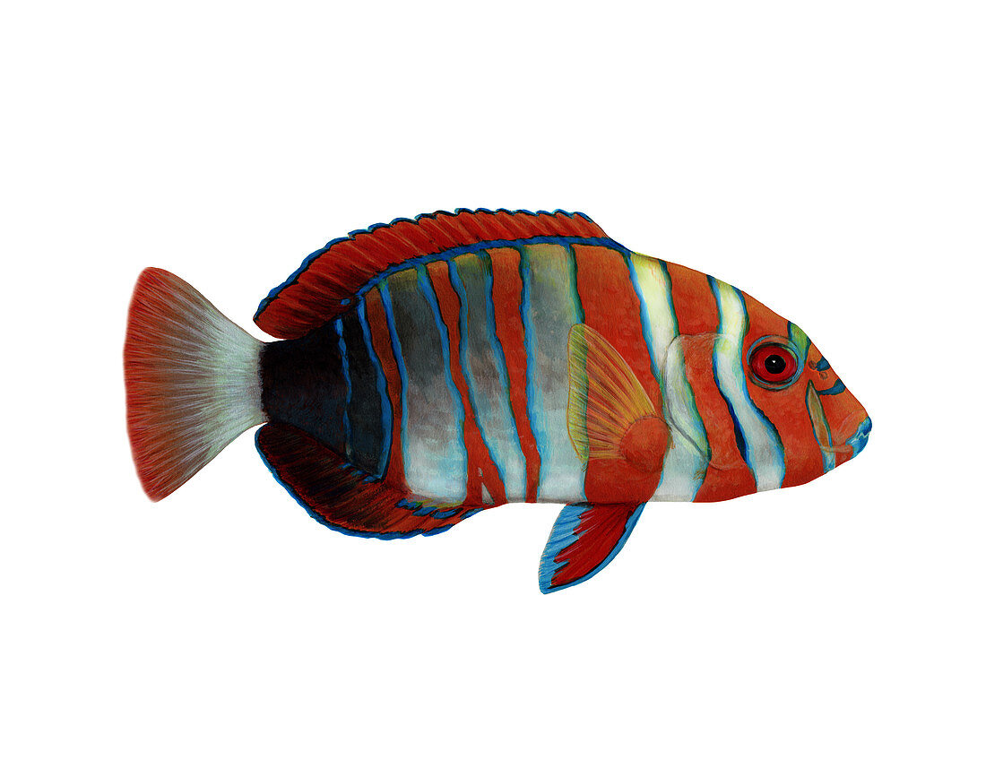 Harlequin Tuskfish,Illustration