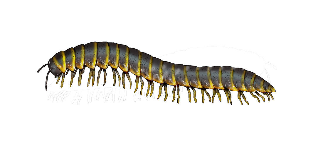 Millipede,Illustration