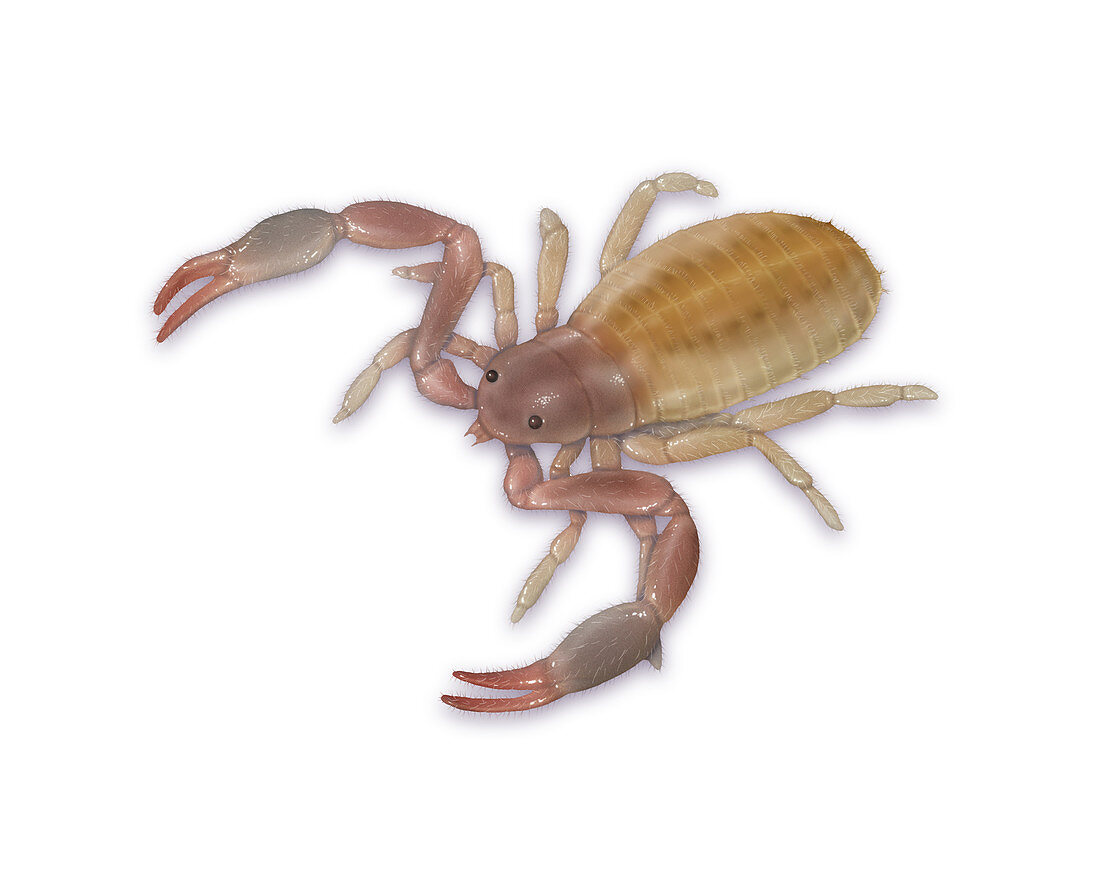 Pseudoscorpion,Illustration