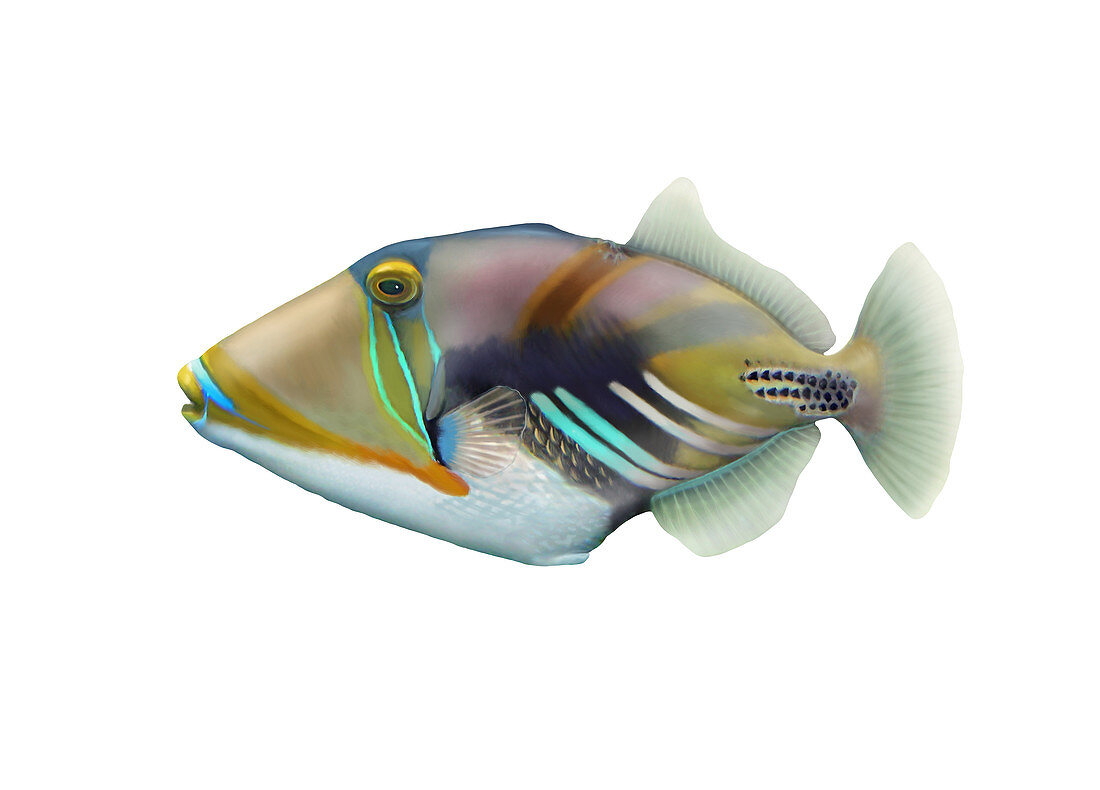 Picasso Triggerfish,Illustration