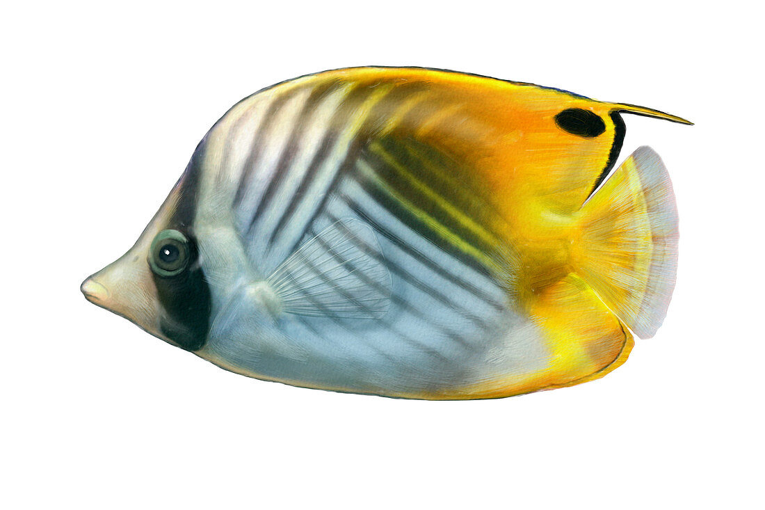 Threadfin Butterflyfish,Illustration