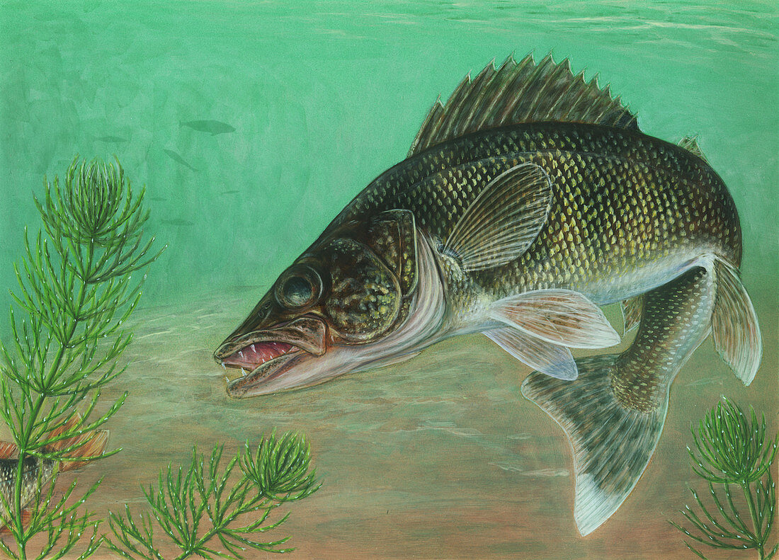 Walleye (Sander vitreus),Illustration