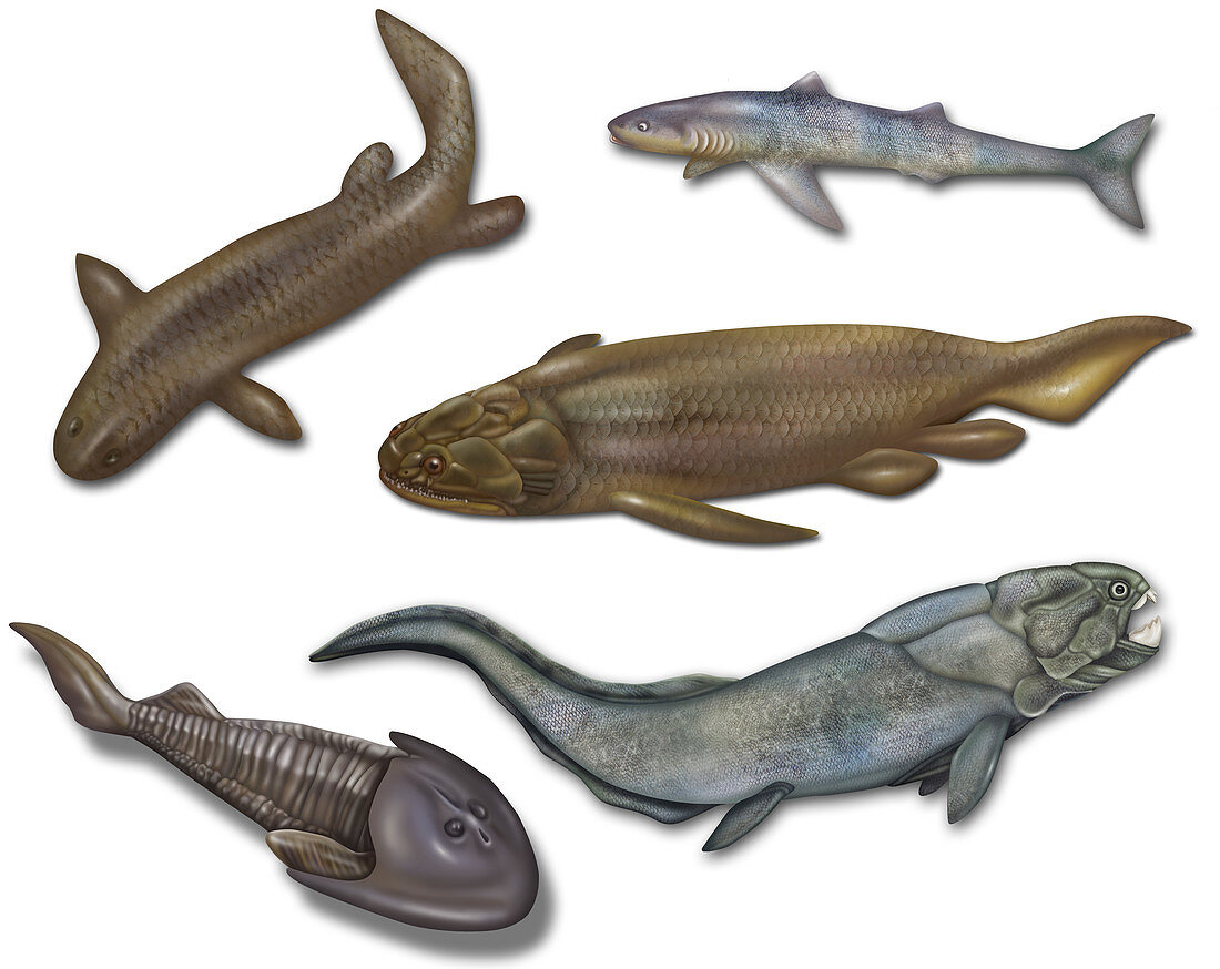 Prehistoric Fishes,Illustration