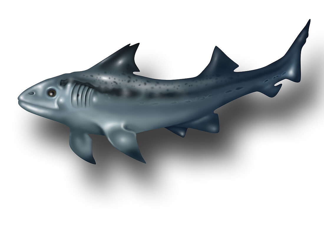 Hybodus,Illustration