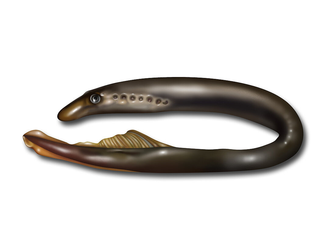 Lamprey Eel,Illustration