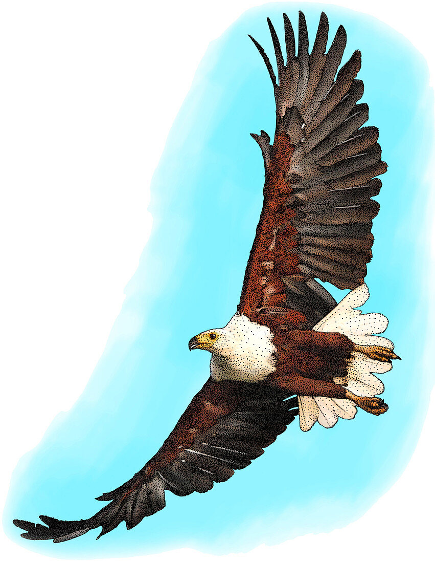 African Fish Eagle,Illustration