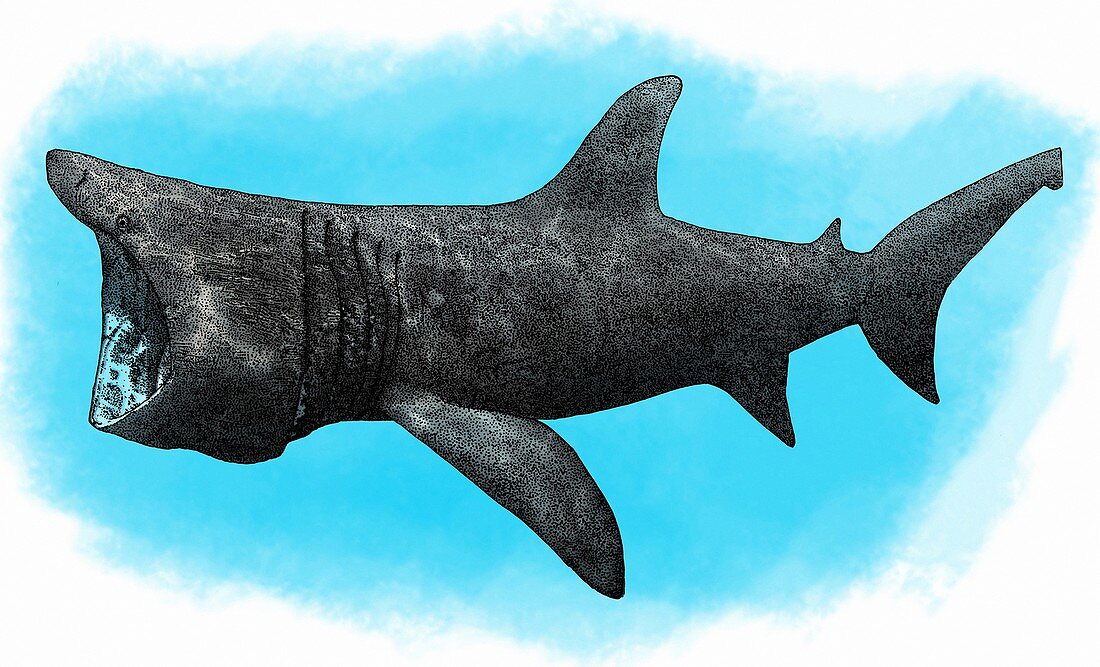 Basking Shark,Illustration