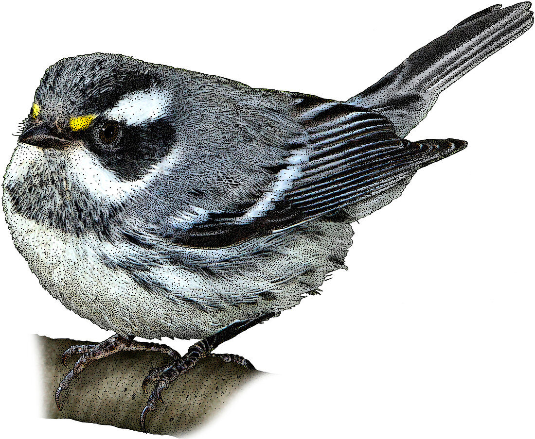 Black-Throated Gray Warbler,Illustration