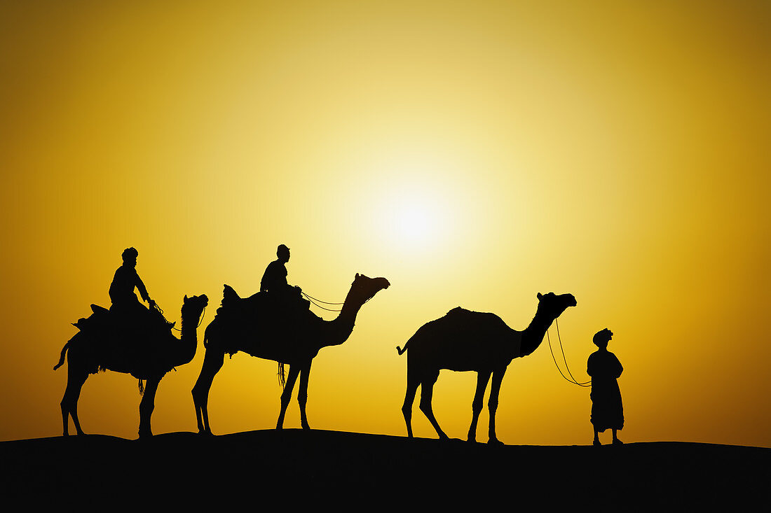 Camel Silhouette,India