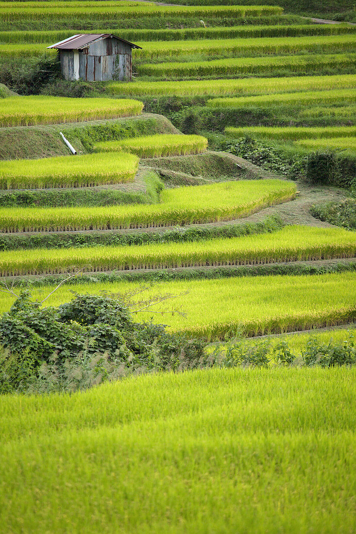 Rice Terraces near Soni Plateau,Japan