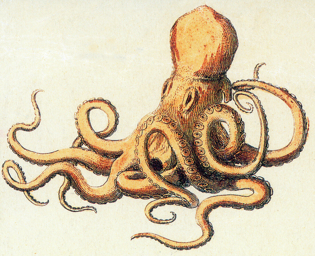 Octopus,Illustration