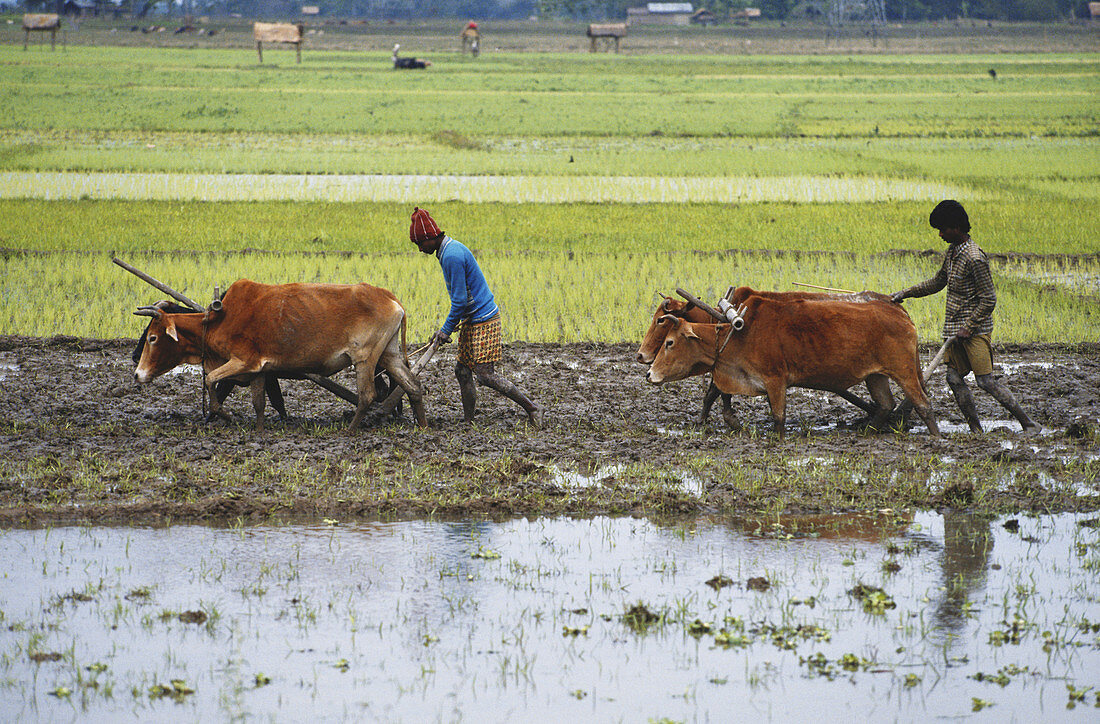 Ploughing of Rice Fields,India