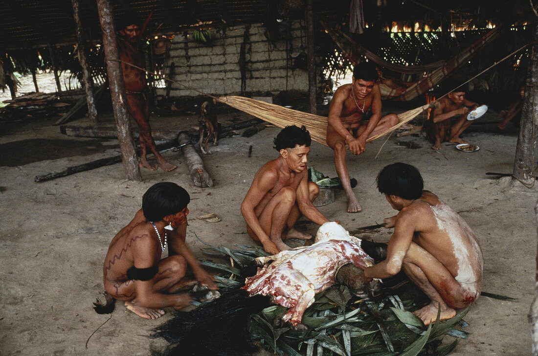Yanomami Butchering Anteater,Brazil