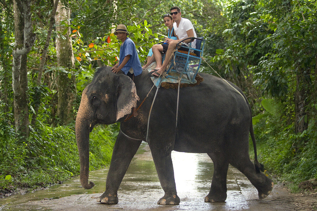Tourists Atop Asian Elephants,Thailand